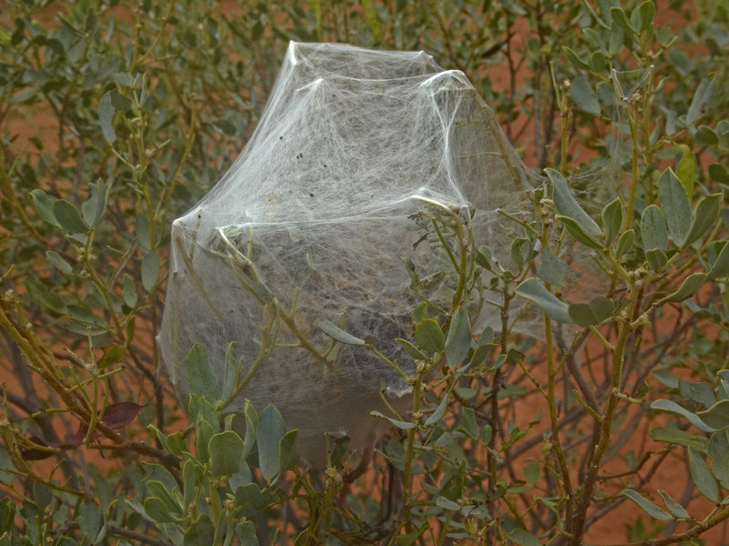 Uluru